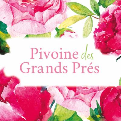 Pivoine des Grands Prés